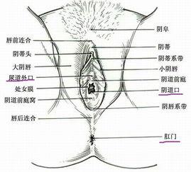女人的肛门图片,肛门健康与护理知识